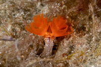 Phoronopsis californica (California Phoronid)