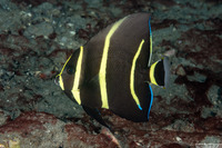 Pomacanthus arcuatus (Gray Angelfish)