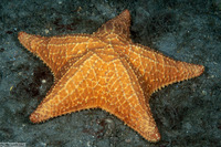 Oreaster reticulatus (Cushion Sea Star)