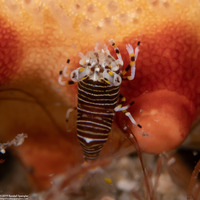 Gnathophyllum americanum (Striped bumblebee shrimp)