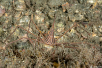 Stenorhynchus seticornis (Yellowline Arrow Crab)