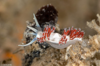 Flabellina dushia (Dushia Flabellina)