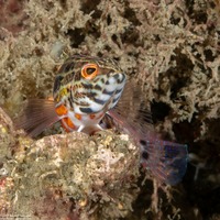 Serranus baldwini (Lantern Bass)