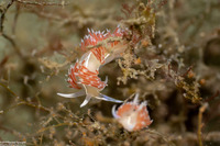 Coryphella verta (Coryphella verta)