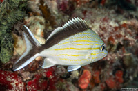 Haemulon melanurum (Cottonwick)