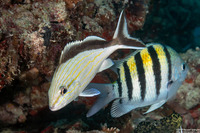 Haemulon melanurum (Cottonwick)