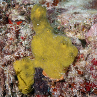 Cliona varians (Cliona Varians)