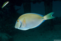 Acanthurus tractus (Ocean Surgeonfish)