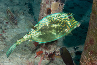 Acanthostracion quadricornis (Scrawled Cowfish)