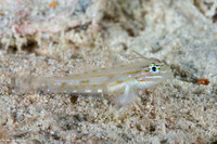 Coryphopterus venezuelae (Sand-Canyon Goby)
