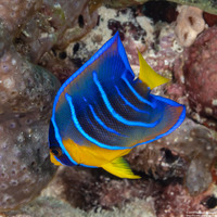 Holacanthus ciliaris (Queen Angelfish)