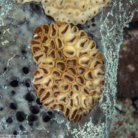 Palythoa caribaeorum (Encrusting Zoanthid)
