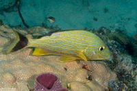 Haemulon sciurus (Bluestriped Grunt)
