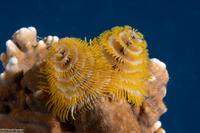 Spirobranchus giganteus (Christmas Tree Worm)