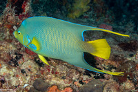 Holacanthus bermudensis (Blue Angelfish)