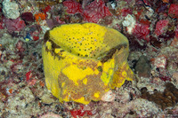 Verongula gigantea (Netted Barrel Sponge)