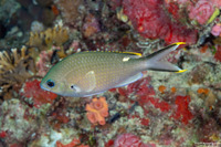 Chromis multilineata (Brown Chromis)
