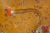 Spirobranchus giganteus (Christmas Tree Worm)