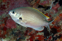 Chromis multilineata (Brown Chromis)