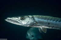 Sphyraena barracuda (Great Barracuda)