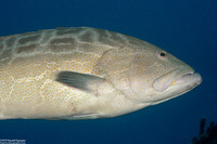 Mycteroperca interstitialis (Yellowmouth Grouper)