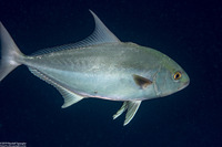 Seriola rivoliana (Almaco Jack)