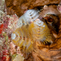 Spirobranchus giganteus (Christmas Tree Worm)