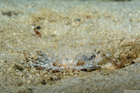 Pachycerianthus insignis (Transparent Tube Anemone)