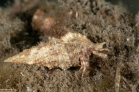 Pagurus brevidactylus (Shortfinger Hermit Crab)
