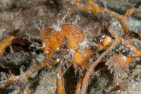 Hippocampus reidi (Longsnout Seahorse)