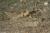 Bothus ocellatus (Eyed Flounder)