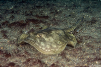 Urobatis jamaicensis (Yellow Stingray)