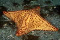 Oreaster reticulatus (Cushion Sea Star)