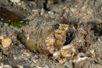 Macrotritopus defilippi (Atlantic Longarm Octopus)