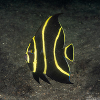 Pomacanthus paru (French Angelfish)