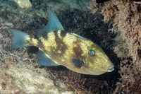 Balistes capriscus (Gray Triggerfish)