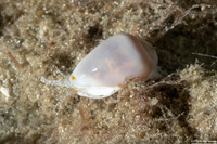 Prunum apicinum (Common Atlantic Marginella)