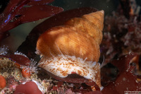 Calliostoma gloriosum (Glorious Top Snail)