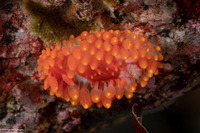 Limacia cockerelli (Cockerell's Dorid)