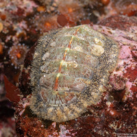 Mopalia lignosa (Woody Chiton)