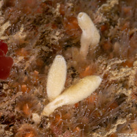 Leucilla nuttingi (Urn Sponge)