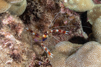 Stenopus hispidus (Banded Coral Shrimp)