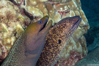 Gymnothorax flavimarginatus (Yellowmargin Moray)