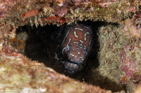 Gymnomuraena zebra (Zebra Moray)