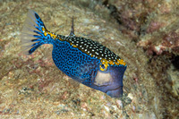 Ostracion meleagris (Spotted Boxfish)