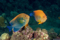 Centropyge potteri (Potter's Angelfish)
