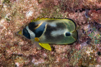 Chaetodon lunula (Raccoon Butterflyfish)