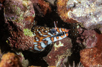 Enchelycore pardalis (Dragon Moray)