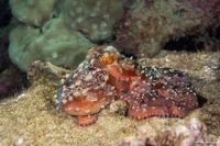 Callistoctopus ornatus (Ornate Octopus)