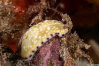 Goniobranchus albopustulosus (White-Bump Nudibranch)
